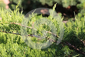 Cossack juniper with fruits