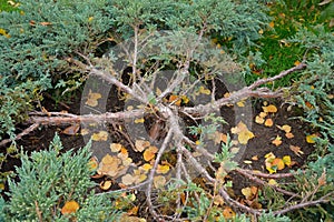 Cossack juniper JunÃ­perus sabÃ­na on autumn lawn