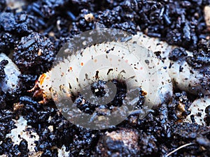 Cossid Moth Larvae and Castings