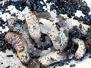 Cossid Moth Larvae and Castings