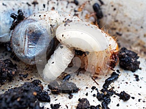Cossid Moth Larvae and Castings