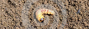 Cossus cossus caterpillar of a wood worm odorous or willow insect pest on the soil. photo