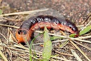 Cossus cossus, European goat moth, popularly called caterpillar, close up