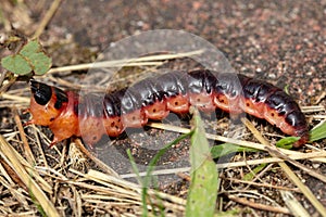 Cossus cossus, European goat moth, popularly called caterpillar, side view
