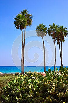 Costa Calma beach of Jandia Fuerteventura photo