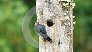 Costa Rica Bird, Acorn Woodpecker (melanerpes formicivorus) in its Birds Nest Hole in a Tree Hollow