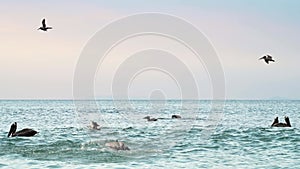 Costa Rica Birds and Wildlife, Brown Pelican (pelecanus occidentalis) Feeding Frenzy, Amazing Animal