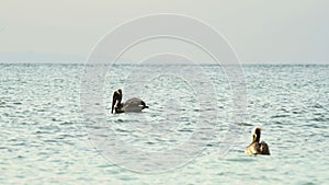 Costa Rica Birds and Wildlife, Brown Pelican (pelecanus occidentalis) Feeding Frenzy, Amazing Animal