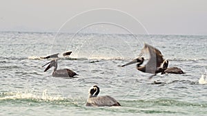 Costa Rica Birds and Wildlife, Brown Pelican (pelecanus occidentalis) Feeding Frenzy, Amazing Animal