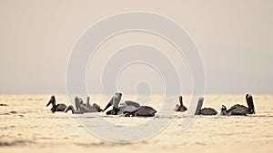 Costa Rica Birds and Wildlife, Brown Pelican (pelecanus occidentalis) Feeding Frenzy, Amazing Animal