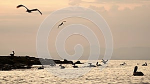 Costa Rica Birds and Wildlife, Brown Pelican (pelecanus occidentalis) Feeding Frenzy, Amazing Animal