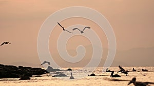 Costa Rica Birds and Wildlife, Brown Pelican (pelecanus occidentalis) Feeding Frenzy, Amazing Animal