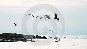 Costa Rica Birds and Wildlife, Brown Pelican (pelecanus occidentalis) Feeding Frenzy, Amazing Animal