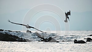 Costa Rica Birds and Wildlife, Brown Pelican (pelecanus occidentalis) Feeding Frenzy, Amazing Animal