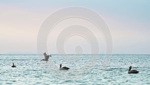 Costa Rica Birds and Wildlife, Brown Pelican (pelecanus occidentalis) In Flight Taking Off Flying fr