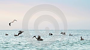 Costa Rica Birds and Wildlife, Brown Pelican (pelecanus occidentalis) In Flight Taking Off Flying fr