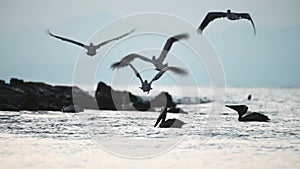 Costa Rica Birds and Wildlife, Brown Pelican (pelecanus occidentalis) In Flight Taking Off Flying fr