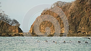 Costa Rica Birds and Wildlife, Brown Pelican (pelecanus occidentalis) Flock Feeding Frenzy on the Pa