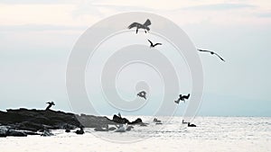 Costa Rica Birds and Wildlife, Brown Pelicans (pelecanus occidentalis), Amazing Animal Moments and B
