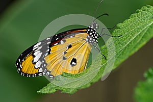 A Costa Rica butterfly