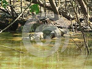 Costa Rica Caiman In Water Camoflauge Hiding Trees Bush Branch Animals