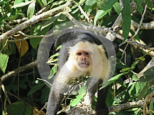 Costa Rica Capuchin Monkey Cute Animals Branch Tree Angry Stare