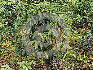 Costa Rica Coffea plantations. Coffea is a genus of flowering plants in the family Rubiaceae