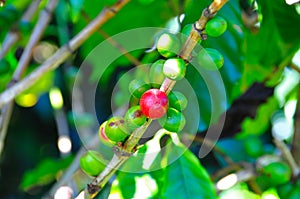 Costa Rica Coffee Berries