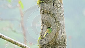 Costa Rica Colourful Birds, Emerald Toucanet (aulacorhynchus prasinus), a Beautiful Green Exotic Bir