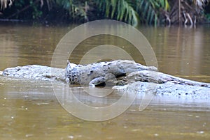 Costa Rica Crocodile resting