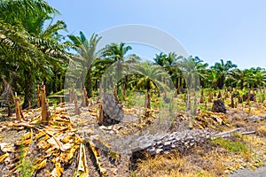 Costa Rica, deforestation of coconut palms