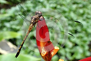 Costa Rica Dragon Fly