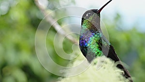 Costa Rica Fiery Throated Hummingbird (panterpe insignis) Bird Close Up Portrait and Taking Off in F