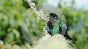 Costa Rica Fiery Throated Hummingbird (panterpe insignis) Chirping Making Noise and Showing Territor