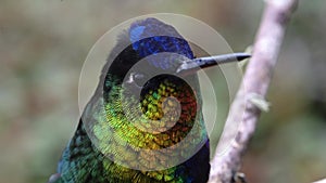 Costa Rica Fiery Throated Hummingbird (panterpe insignis) Close Up Portrait of Colourful Bird Flying