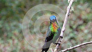 Costa Rica Fiery Throated Hummingbird (panterpe insignis) Close Up Portrait of Colourful Bird Flying