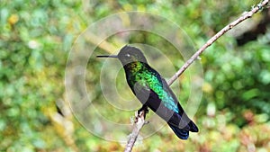 Costa Rica Fiery Throated Hummingbird (panterpe insignis) in Rainforest, Portrait of Active Birds Fl