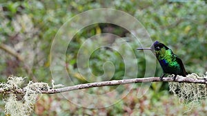 Costa Rica Fiery Throated Hummingbird (panterpe insignis) in Rainforest, Portrait of Active Birds Fl