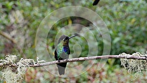 Costa Rica Fiery Throated Hummingbird (panterpe insignis) in Rainforest, Portrait of Active Birds Fl