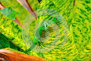 Costa Rica Green Iguana photo