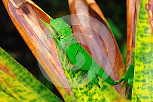 Costa Rica Green Iguana