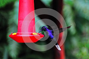 Costa Rica Hummingbird