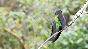 Costa Rica Hummingbird, Fiery Throated Hummingbird (panterpe insignis) Bird Close Up Portrait of Col