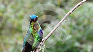 Costa Rica Hummingbird, Fiery Throated Hummingbird (panterpe insignis) Bird Close Up Portrait Macro