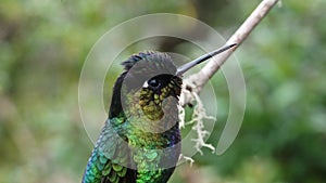 Costa Rica Hummingbird, Fiery Throated Hummingbird (panterpe insignis) Bird Close Up Portrait Macro