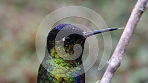 Costa Rica Hummingbird, Fiery Throated Hummingbird (panterpe insignis) Bird Close Up Portrait Macro