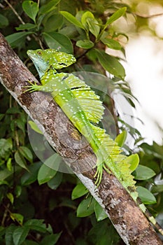 Costa Rica, Iguana