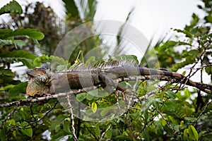 Costa Rica, Iguana