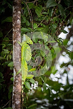 Costa Rica, Iguana