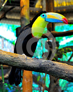 Costa Rica Keel-Billed Toucan photo